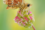 Roter Würfel-Dickkopffalter Spialia sertorius