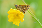 Gelbwürfeliger Dickkopffalter Carterocephalus palaemon