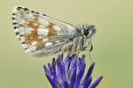 Schwarzbrauner Würfel-Dickkopffalter Pyrgus serratulae