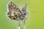 Schwarzbrauner Würfel-Dickkopffalter Pyrgus serratulae