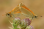 Braunkolbiger Dickkopffalter Thymelicus sylvestris