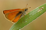 Braunkolbiger Dickkopffalter Thymelicus sylvestris