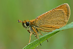 Schwarzkolbiger Dickkopffalter Thymelicus lineola