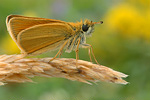 Schwarzkolbiger Dickkopffalter Thymelicus lineola