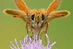 Braunkolbiger Dickkopffalter Thymelicus sylvestris