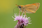 Braunkolbiger Dickkopffalter Thymelicus sylvestris