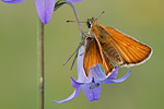 Braunkolbiger Dickkopffalter Thymelicus sylvestris