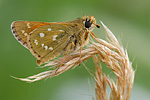 Kommafalter Hesperia comma