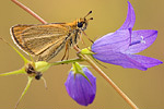 Schwarzkolbiger Dickkopffalter Thymelicus lineola