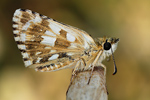 Zweibbrütiger Würfeldickkopffalter Pyrgus armoricanus