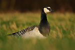 Weißwangengans Branta leucopsis