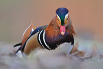 Mandarinente Aix galericulata