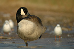 Kanadagans Branta canadensis