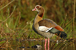 Nilgans Alopochen aegytiacus