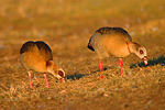 Nilgans Alopochen aegytiacus