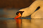 Höckerschwan Cygnus olor