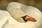 Höckerschwan Cygnus olor