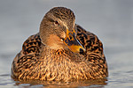 Stockente Anas platyrhynchos
