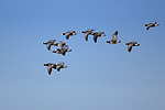 Weißwangengans Branta leucopsis