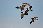 Weißwangengans Branta leucopsis