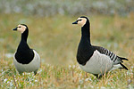 Weißwangengans Branta leucopsis