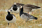 Weißwangengans Branta leucopsis