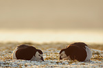 Weißwangengans Branta leucopsis