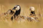 Weißwangengans Branta leucopsis