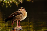 Nilgans Alopochen aegytiacus