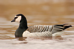 Weißwangengans Branta leucopsis