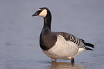 Weißwangengans Branta leucopsis