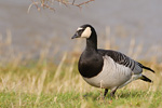 Weißwangengans Branta leucopsis