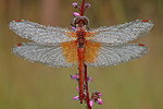 Gefleckte Heidelibelle Sympetrum flaveolum