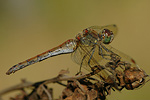 Große Heidelibelle Sympetrum striolatum