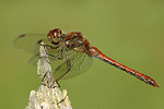 Große Heidelibelle Sympetrum striolatum