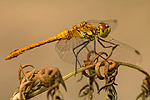 Blutrote Heidelibelle Sympetrum sanguineum