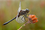 Schwarze Heidelibelle Sympetrum danae