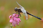 Schwarze Heidelibelle Sympetrum danae