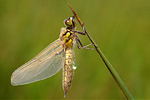 Vierfleck Vierflecklibelle Libellula quadrimaculata