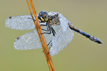 Schwarze Heidelibelle Sympetrum danae