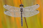 Schwarze Heidelibelle Sympetrum danae