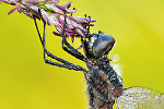 Schwarze Heidelibelle Sympetrum danae