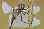 Schwarze Heidelibelle Sympetrum danae