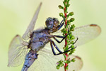 Kleiner Blaupfeil Orthetrum coerulescens