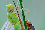 Große Königslibelle Anax imperator