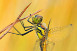 Schwarze Heidelibelle Sympetrum danae