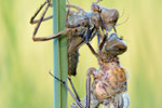 Gemeine Smaragdlibelle Cordulia aenea