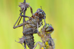 Vierfleck Vierflecklibelle Libellula quadrimaculata