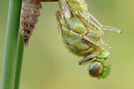 Großer Blaupfeil Orthetrum cancellatum