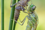 Großer Blaupfeil Orthetrum cancellatum